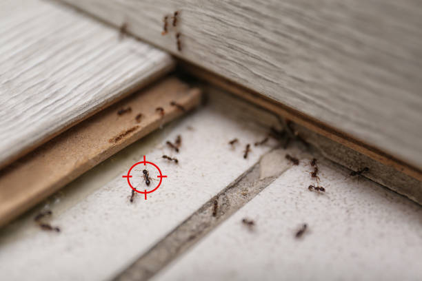 Best Cockroach Control Services  in Monte Vista, CO