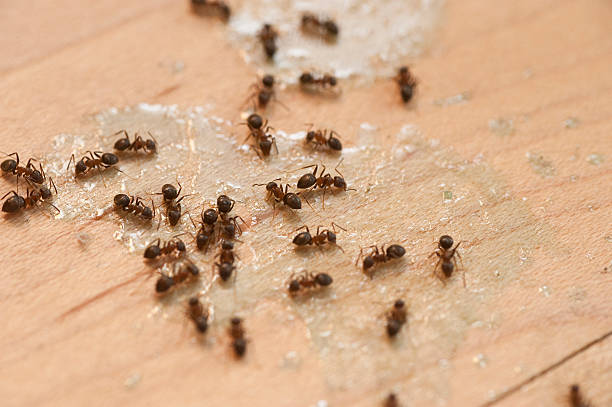 Best Pest Inspection Near Me  in Monte Vista, CO