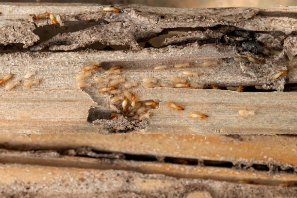 Best Pest Prevention Services  in Monte Vista, CO