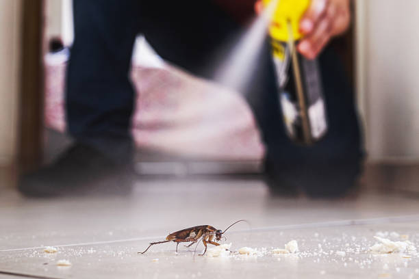 Best Wasp Removal Services  in Monte Vista, CO